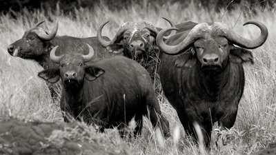 The look out - African Buffalo