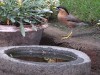 DSCN1709_fk.jpg
