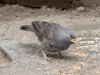 DSCN1816_fk.jpg