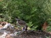 DSCN2054_fk.jpg