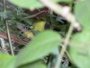 DSCN3469_fk.jpg