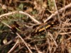 DSC_07960498_fk.jpg