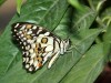 DSC_09060549_fk.jpg