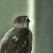 DSC_20801380_fk.jpg