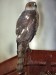 DSC_20821382_fk.jpg