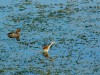 DSC_27071947.jpg