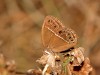 DSC_29300007.jpg