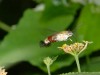 DSC_43283398.jpg
