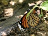 _DSC0174.jpg