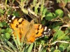 _DSC0374.jpg