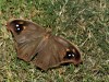 _DSC0422.jpg