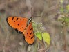 _DSC0526.jpg