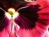 dscn0977_fk.jpg
