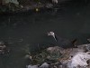 dscn3111_fk.jpg
