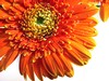 gerbera_800.jpg