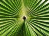 palm.jpg