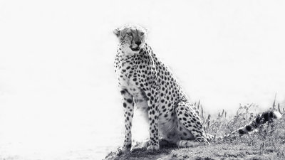 Cheetah in High Key