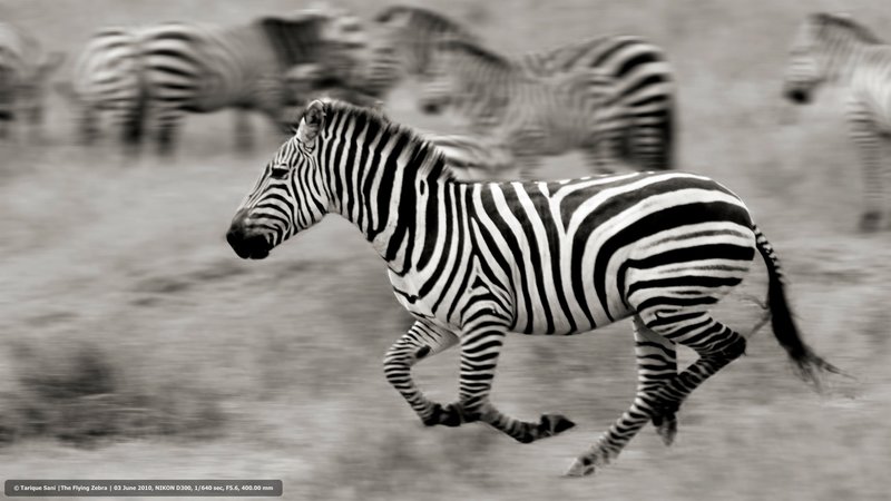 The flying zebra